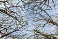 Background branches shed leaves