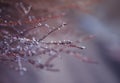 background with branches of shrub and tree covered with shiny ice crystals on a Sunny fresh morning Royalty Free Stock Photo