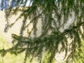 Background from branches of spruce. Beautiful landscape. Conifer, pine, fir, tree Royalty Free Stock Photo