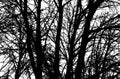 Background of branches trees silhouette. Vector illustration Royalty Free Stock Photo