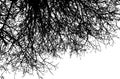 Background of branches trees silhouette. Vector illustration Royalty Free Stock Photo