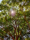 Background of branching trees with little sunlight