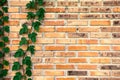 Background of brick wall texture, Surface of brick wall There are vine along the wall