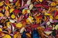 background of bright autumn leaves fallen to the ground, top view of feet in galoshes with copy space during a walk in