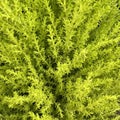 Background with bright green cypress branches.