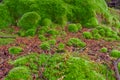 Background with bright green moss and natural rough granite stone, with red and black fragments rock, solid colorful