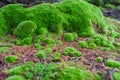 Background with bright green moss and natural rough granite stone, with red and black fragments rock, solid colorful