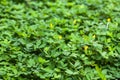 Bright green peanut leaves.