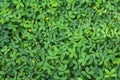 Bright green peanut leaves.