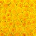 Background of bright large spring dandelions
