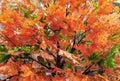 Background from bright leaves of a maple in autumn city park Royalty Free Stock Photo