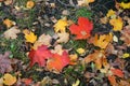 Autumn background. Colorful fallen leaves, close-up.