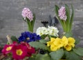 Background of bright multi-colored spring flowers and garden tools