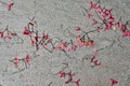 Background of bright red acer maple seeds laying on a wet stone sidewalk