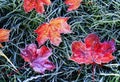 background with bright red autumn maple leaves lying on the grass covered with cold frost crystals on Sunny morning in Park Royalty Free Stock Photo