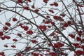 Background with bright red berries of mountain ash under snow. Royalty Free Stock Photo