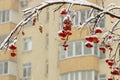 Background with bright red berries of mountain ash under snow Royalty Free Stock Photo