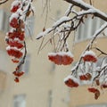 Background with bright red berries of mountain ash under snow Royalty Free Stock Photo