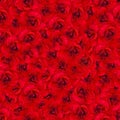 Background of bright red roses. Seamless pattern of roses. Imitation of drawing pencil.