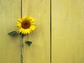 background of bright summer flower sunflower yellow on old wooden surface Royalty Free Stock Photo