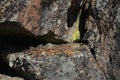 Background. Bright yellow moss in a crevice of an ancient stone. Moss and granite. The yellow needles of the larch lies on sto
