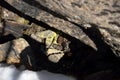 Background. Bright yellow moss in a crevice of an ancient stone. Moss and granite. Alder seeds and dry twigs of larch