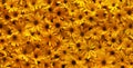 Background of bright yellow summer flowers. Full flowers wallpaper background