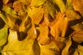Background of bright yellow wet tuliptree leaves Royalty Free Stock Photo
