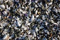 Background of broken shell and pebbles on a beach Royalty Free Stock Photo