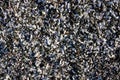 Background of broken shell and pebbles on a beach Royalty Free Stock Photo