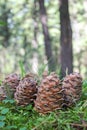 Background of brown cedar cones on a green moss Royalty Free Stock Photo