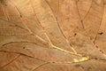 Brown color of dry leaf, Dry leaf of teak tree. Royalty Free Stock Photo