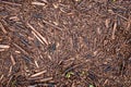 Background of brown dried branches and leaves of pricky wood weed scattered all over the ground.