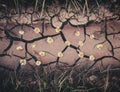 Background with brown dry crack ground, flowers and green grass Royalty Free Stock Photo