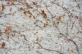 A background with brown dry grape branches and leaves rising on a white rough painted wall