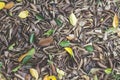 Brown Dry leaves fall on the ground in garden. Royalty Free Stock Photo