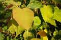 Background brown green leaf Royalty Free Stock Photo