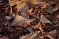Background of brown leaves piled up on the ground