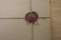 Background of brown package paper with a sealing wax stamp Royalty Free Stock Photo