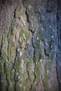 Background brown pine bark
