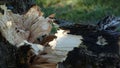 Background in brown tones. Ecology. Broken tree. Close-up.