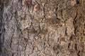 Background with Brown Wood Bark Royalty Free Stock Photo