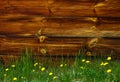 Background with brown wooden striped planks and dandelions Royalty Free Stock Photo