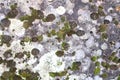 Background of bryophyte in different colors Royalty Free Stock Photo
