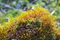 Background bstump covered with flowering moss and lichen in the forest Royalty Free Stock Photo