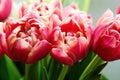 Background with a bunch of fresh elegant pink tulips in the crystal vase