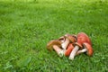 bunch of boletus and orange-cap boletus on the grass Royalty Free Stock Photo