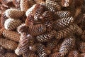 Background of a bunch of pine cones.