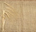 Background of burlap with barley ears in left part