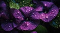 Background of Bush Morning Glory with raindrops created with generative AI technology Royalty Free Stock Photo